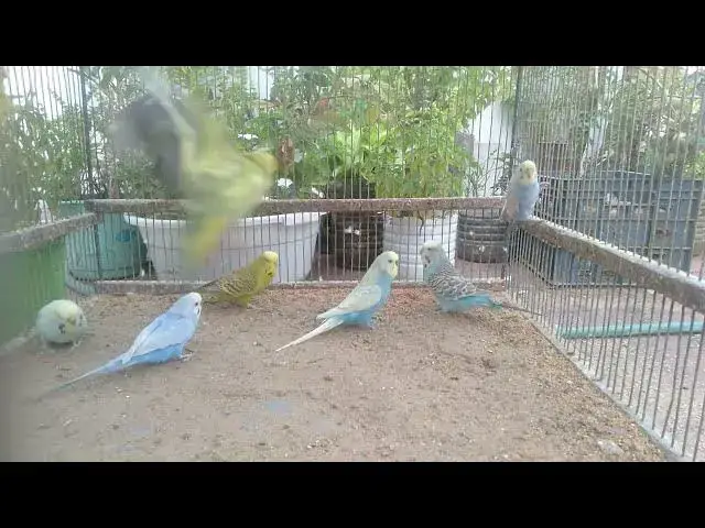 'Video thumbnail for No Music, No Voice β Just Pure Bird Love β€οΈ'