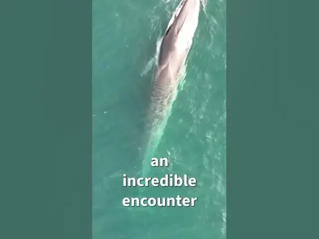 'Video thumbnail for We Saw a Whale Bigger Than Our Boat!'