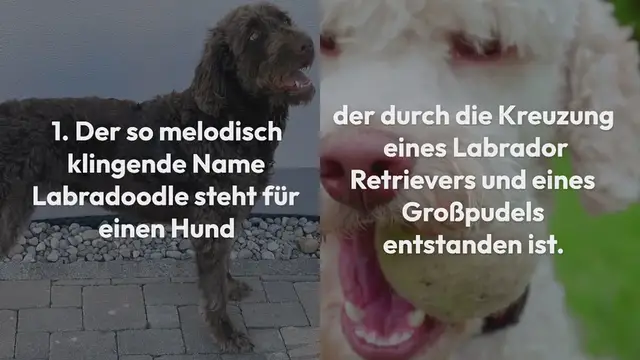 Video thumbnail for Labradoodle im Rasseportrait