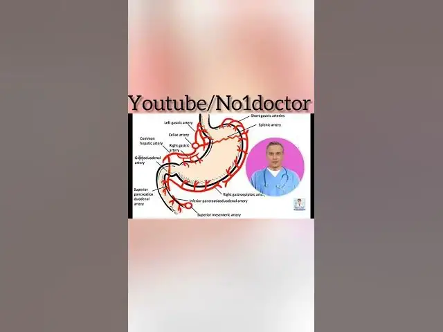 Video thumbnail for Blood Supply of stomach. #anatomy #stomach #blood_vessles #veins #artery #shorts #no1doctor #mrcs
