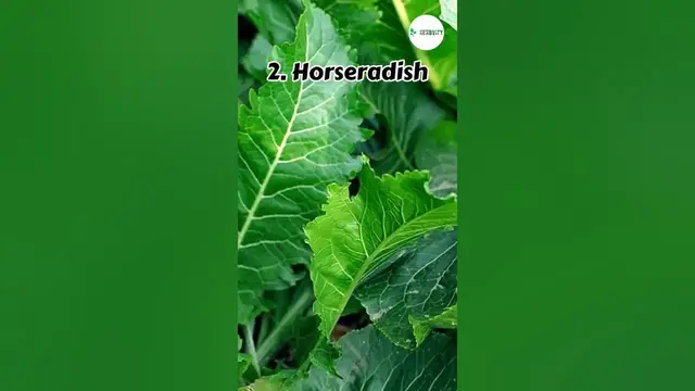 Video thumbnail for Bad Companion plants for Turnips 💚 #farming #herbgarden #shorts