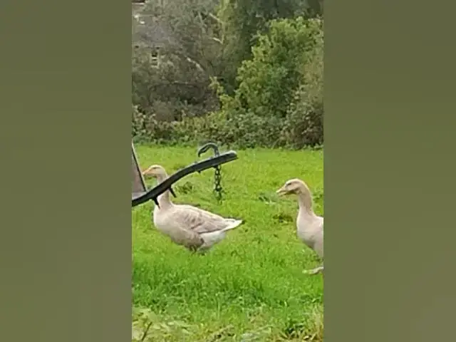 Video thumbnail for 4 January 2025