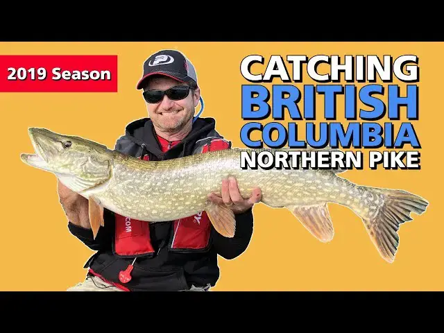 'Video thumbnail for Rocky Mountain Northern Pike | Fish'n Canada'