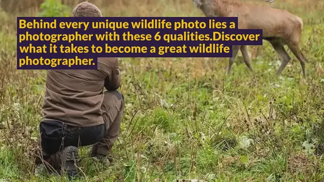 Video thumbnail for 6 Qualities of A Great Wildlife Photographer