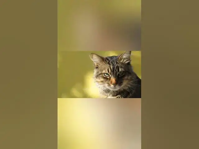 Video thumbnail for cats life 2 #shorts #cat #catslover #catvideo #catlife #catsofyoutube  #animal #dogs #pets #trend