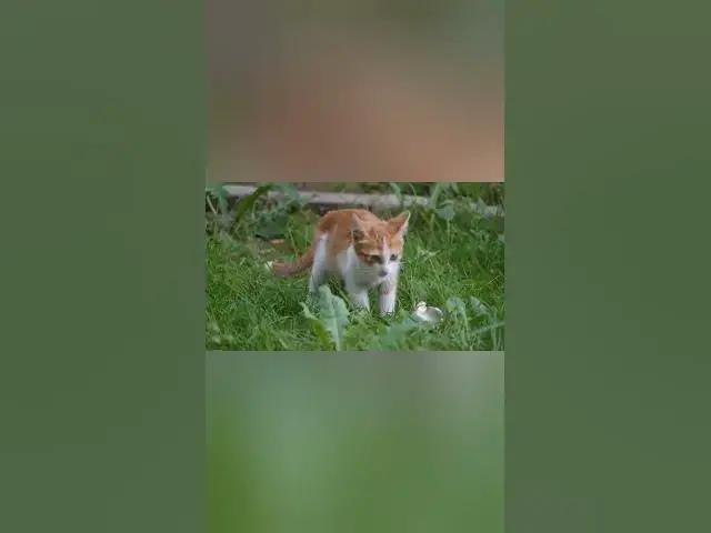 Video thumbnail for cats life 7 #shorts #cat #catslover #catvideo #catlife #catsofyoutube  #animal #dogs #pets #trend