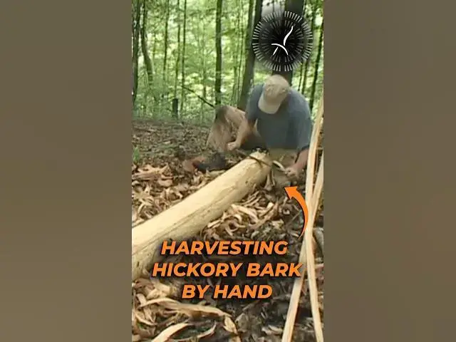 Video thumbnail for Harvesting Hickory Bark by Hand: A Grueling Craft I’ll  Never Forget