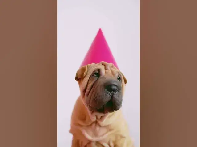 Video thumbnail for Dogs Life 8 #shorts #dogs #dog #doglover #animals #animallover #cat #cats #catlover #doglovers #doge