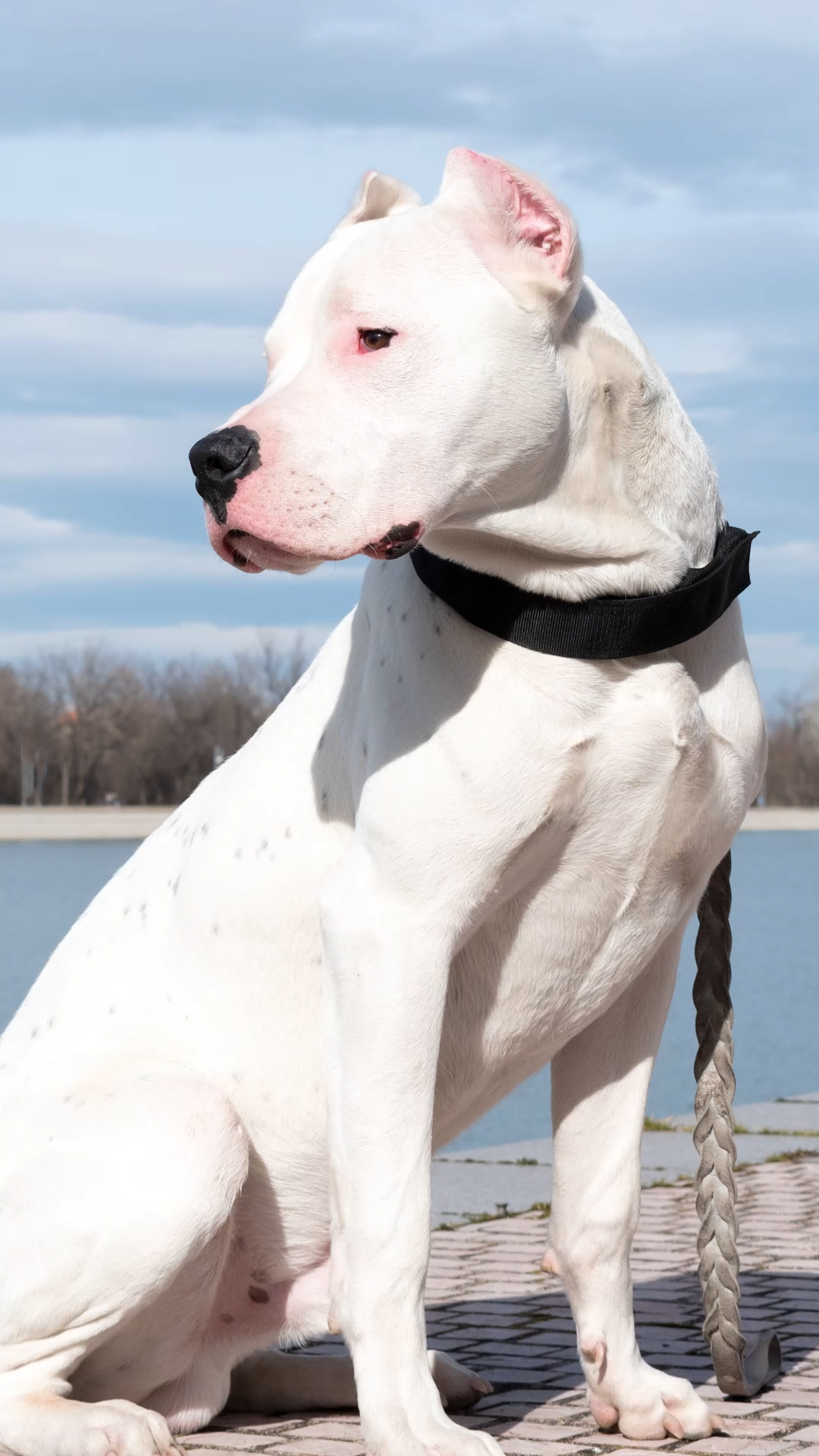 Video thumbnail for Some Of The Strongest Dogs In The World