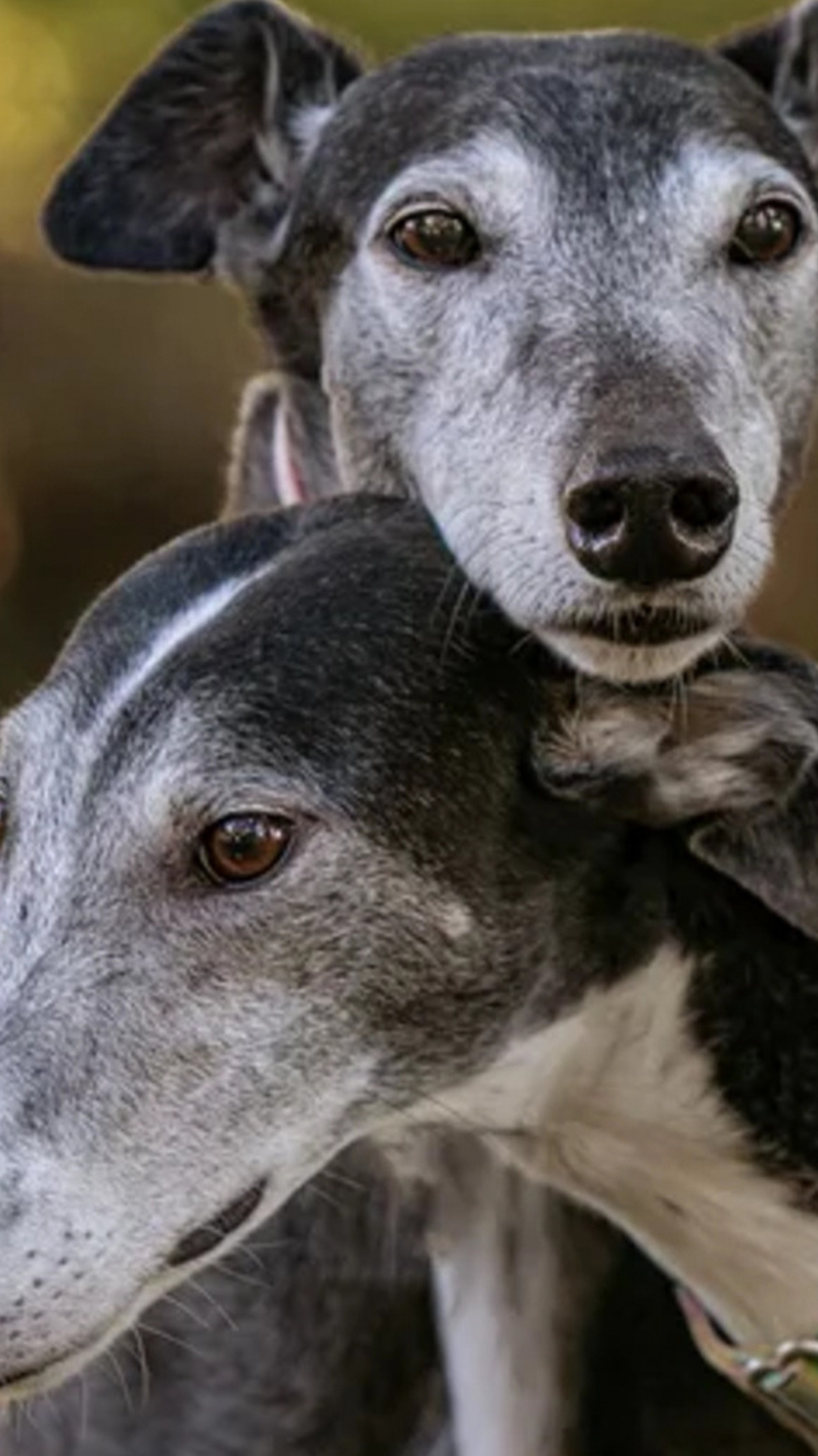 Video thumbnail for Ultimate Couch Potato Dog Breeds