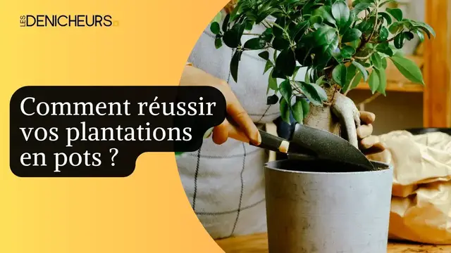 Video thumbnail for 🪴Comment réussir vos plantations en pots ? ​🎍​