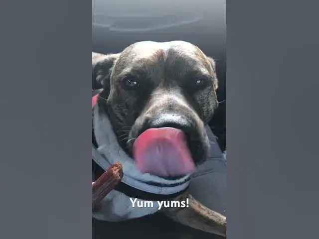 'Video thumbnail for Bella gets her Yum yums! #dog #cutedog #cute #yummyfood'