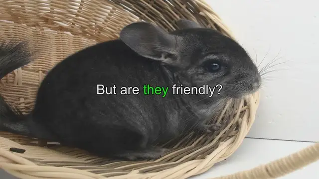 Video thumbnail for Chinchilla Facts & Tips: Friendly & Helpful Insights