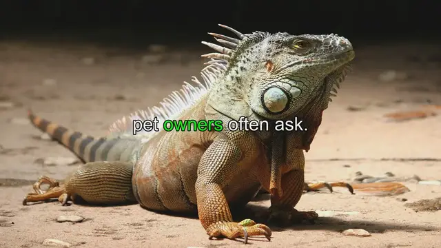 Video thumbnail for Iguanas: 5 Reasons & Meaning Behind Color Change