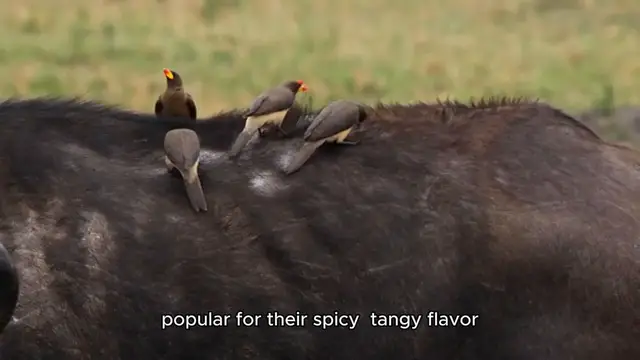 'Video thumbnail for Buffalo Wings Recipe'