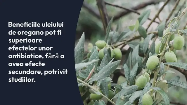 Video thumbnail for Este uleiul de oregano o alternativă la antibiotice?