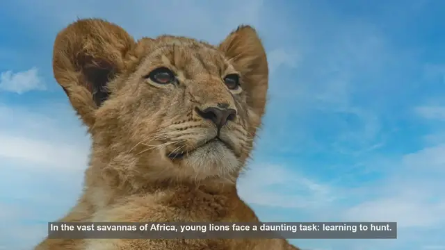 Video thumbnail for 10 Hunting Challenges Young Lions Face in Africa