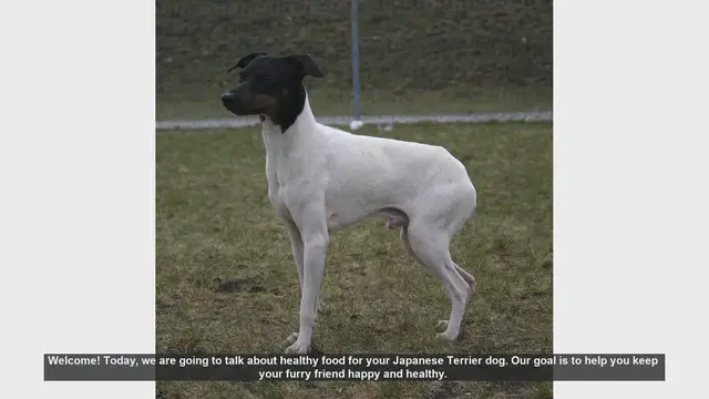 Video thumbnail for Healthy Diet Tips for Your Japanese Terrier