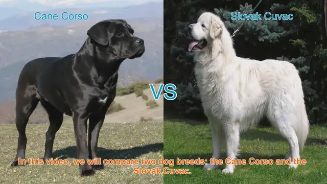 Video thumbnail for Cane Corso vs. Slovak Cuvac: A Comprehensive Comparison