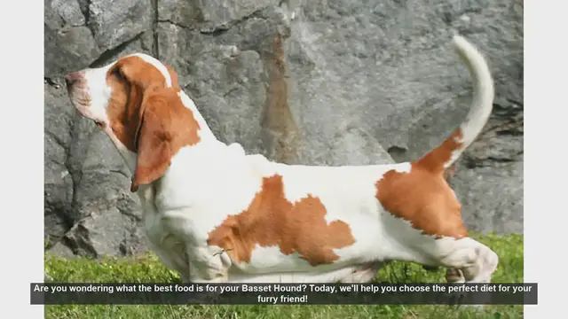 Video thumbnail for Best Food for Your Basset Hound: A Complete Guide