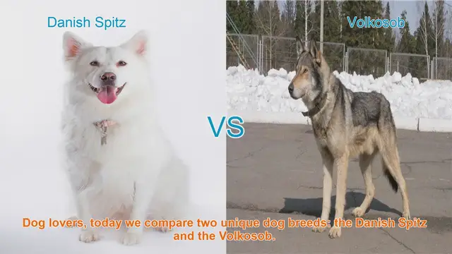 Video thumbnail for Comparing Danish Spitz and Volkosob: Origins, Physical Characteristics, and Temperament