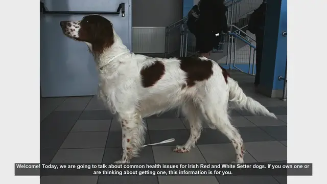 Video thumbnail for Common Health Issues in Irish Red and White Setters: What You Need to Know
