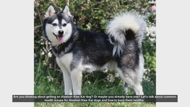Video thumbnail for Alaskan Klee Kai Health Issues: What You Need to Know
