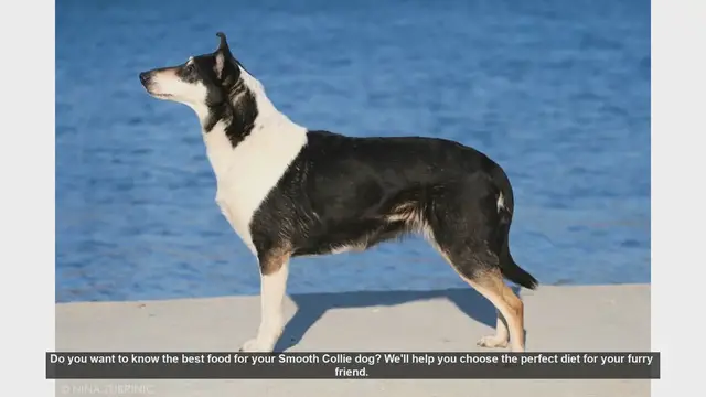 Video thumbnail for Best Diet Tips for Your Smooth Collie: Keep Your Dog Healthy and Happy!