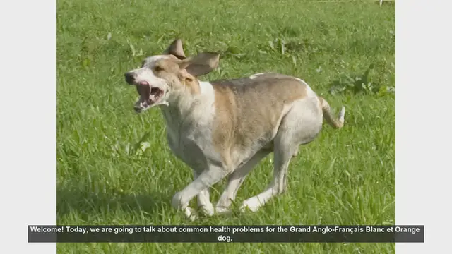 Video thumbnail for Common Health Problems in Grand Anglo-Français Blanc et Orange Dogs
