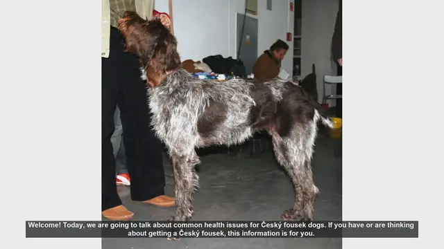 Video thumbnail for Common Health Issues in Český Fousek Dogs: What You Need to Know