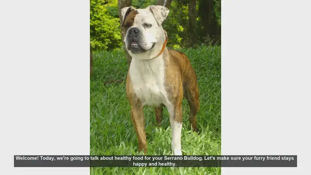Video thumbnail for Healthy Food Tips for Your Serrano Bulldog