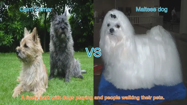 Video thumbnail for Cairn Terrier vs. Maltese: A Comparison of Beloved Dog Breeds