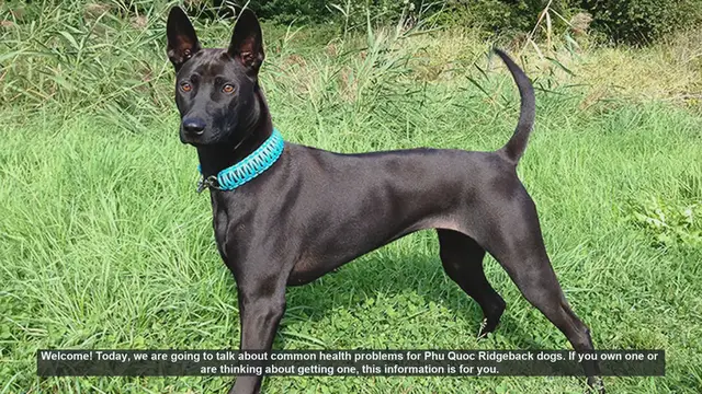 Video thumbnail for Common Health Problems in Phu Quoc Ridgeback Dogs