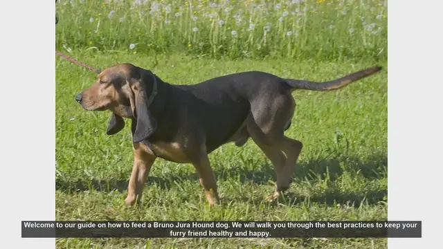 Video thumbnail for How to Feed Your Bruno Jura Hound: Essential Tips for a Healthy Dog