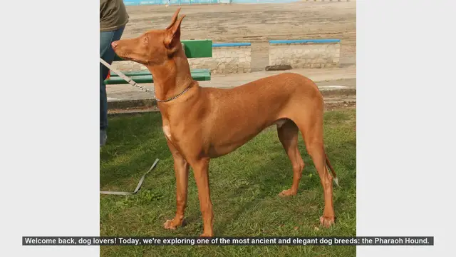 Video thumbnail for Pharaoh Hounds: Pros and Cons of This Ancient Breed
