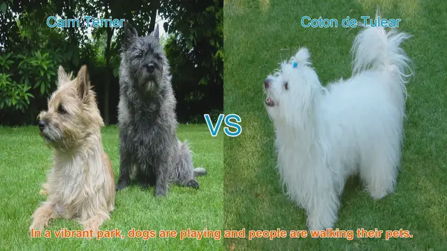 Video thumbnail for Cairn Terrier vs. Coton de Tulear: A Comparison of Two Charming Dog Breeds