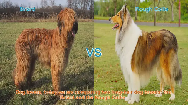 Video thumbnail for Briard vs. Rough Collie: A Comparison of Long-Hair Dog Breeds