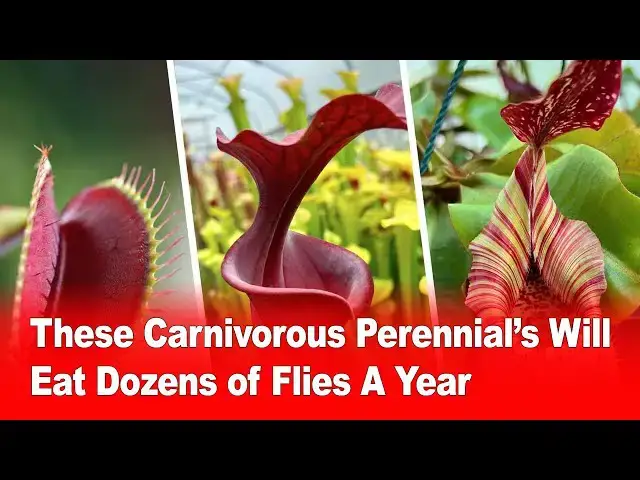 Video thumbnail for These Carnivorous Perennials Will Eat Dozens of Flies a Year! 🪰🌱