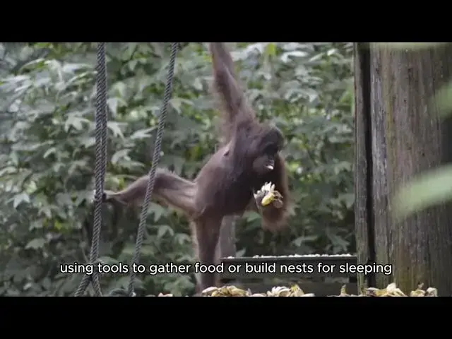 'Video thumbnail for Orangutans: The Tree Giants of the Rainforest | Orangutans Documentary'
