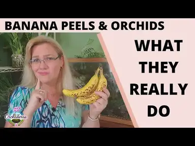 'Video thumbnail for Banana Peels in Orchid Care: 3 Methods to Increase Potassium, But Only 1 Works'