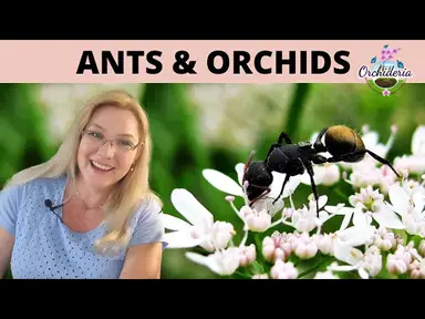 'Video thumbnail for Ants on Orchids: How To Get Rid of Them'