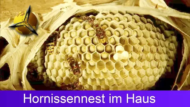 Video thumbnail for Hornissen: Hornissennest im Haus / Dachboden
