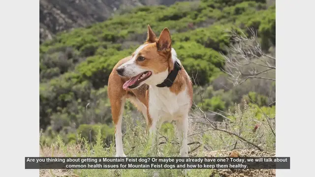 Video thumbnail for Mountain Feist Dog Health: Common Issues and Care Tips
