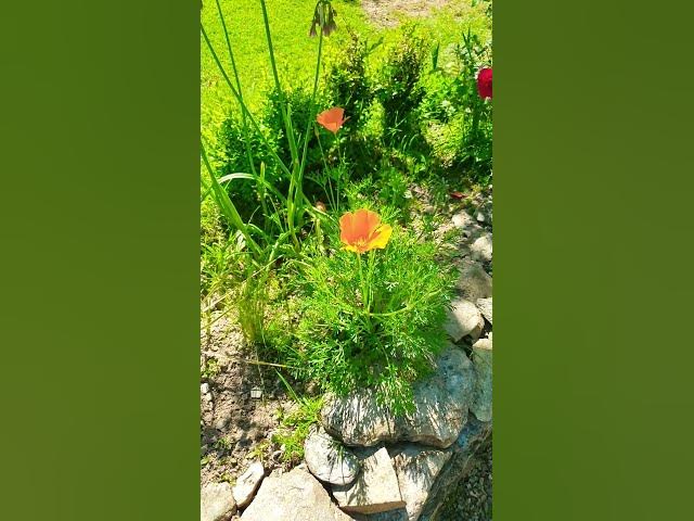 Video thumbnail for à la découverte du pavot de Californie !