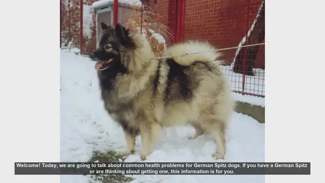Video thumbnail for Common Health Problems in German Spitz Dogs: What You Need to Know