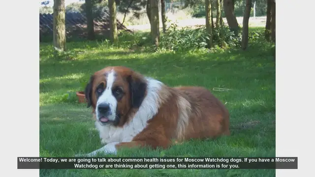 Video thumbnail for Common Health Issues in Moscow Watchdogs: What You Need to Know
