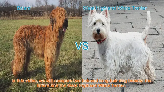 Video thumbnail for Briard vs. Westie: A Comparison of Beloved Long-Hair Dog Breeds
