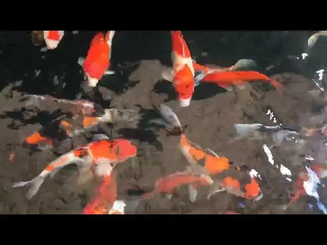 Video thumbnail for How to Spot a Pregnant Koi Fish: Signs and Care Tips
