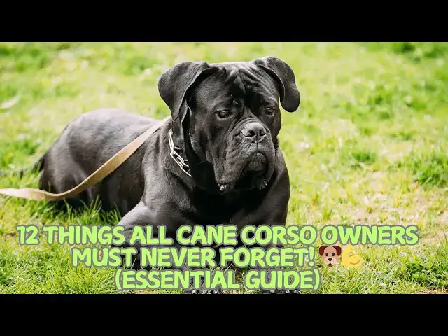 Video thumbnail for 12 Things All Cane Corso Owners Must Never Forget! 🐶💪 (Essential Guide)