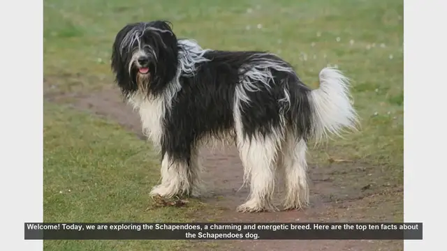 Video thumbnail for Top 10 Fascinating Facts About the Schapendoes Dog